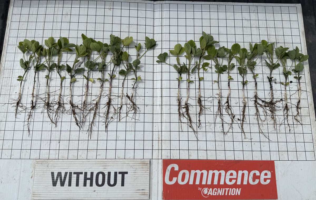 MinStartAg's tweet photo. Soybeans showing similar color with all the rain and cold conditions so far on Commence treated IDC beans near Herman,Mn. #IDC #soybean #Commence #seedtreatment ⁦@AgnitionUSA⁩ https://t.co/y5x5uJ4tqP