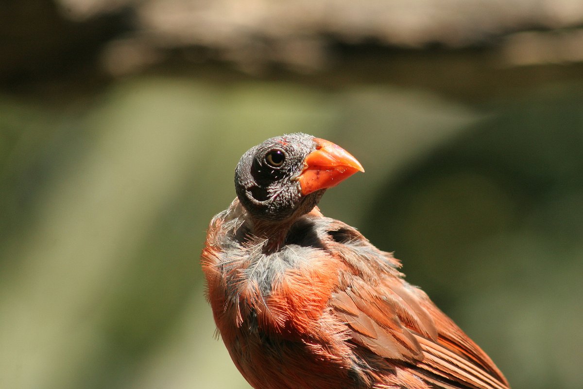 U.S. Fish and Wildlife Service tweet media