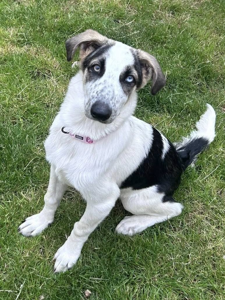 16 week old PUPPY SKYLAR
This gorgeous baby is waiting for her forever home. She is also available to foster.
Healthy and vaccinated she loves to play and would suit most families.
savingsaintsrescue.co.uk
#Cambridgeshire #Derbyshire #Leicestershire #Nottinghamshire #Yorkshire