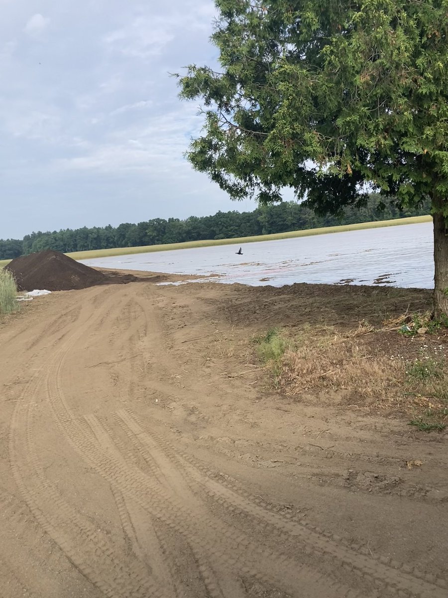 LeanderCampbell's tweet photo. Spotted some white plastic on the ground.
Weed suppression?
Bonus a bird photobombed my pic #cropmap25 #ontag #cdnag https://t.co/gBsIQsQf3g