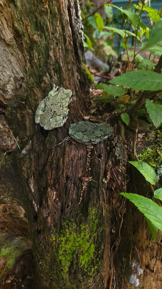 frog party