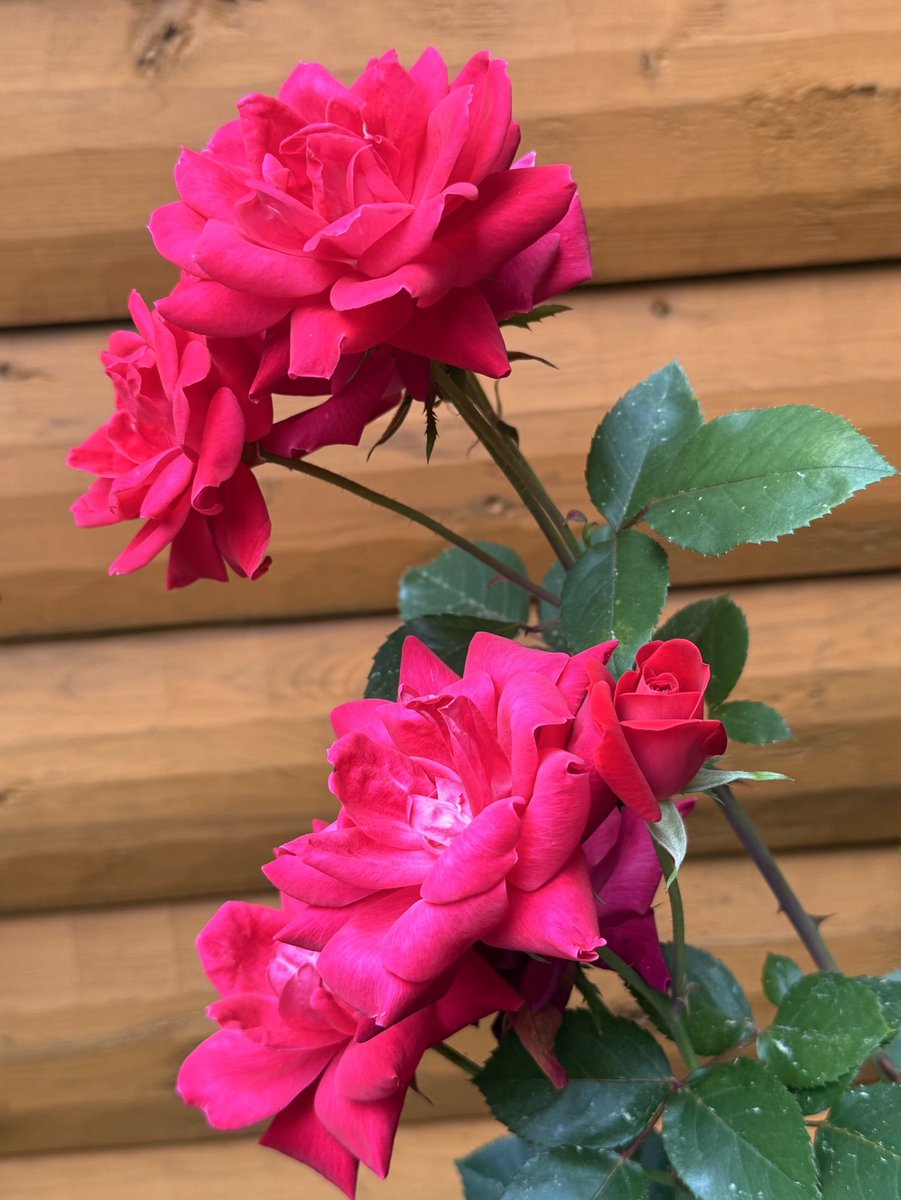 Happy #RoseWednesday☺️🍃