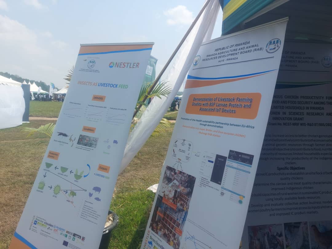 nyabpass's tweet photo. the @NestlerProject showcases sustainable livestock farming innovations. These include Black Soldier Fly (BSF) larvae farming, livestock feed trials using BSF protein, and integrated IoT technologies. https://t.co/eiR7WgHqO4