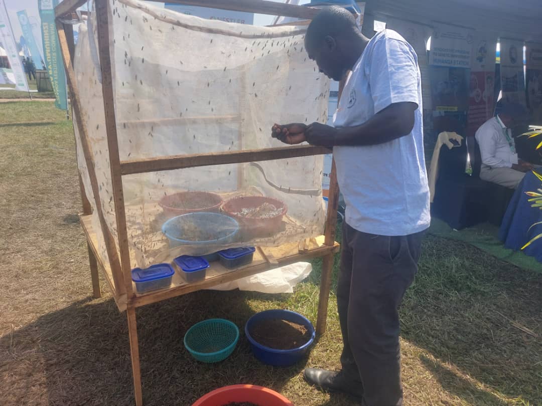 nyabpass's tweet photo. the @NestlerProject showcases sustainable livestock farming innovations. These include Black Soldier Fly (BSF) larvae farming, livestock feed trials using BSF protein, and integrated IoT technologies. https://t.co/eiR7WgHqO4
