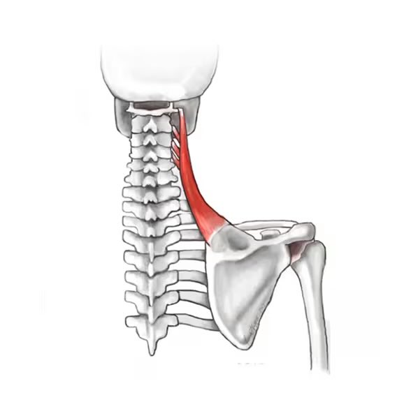 من شكاوى المرضى النادرة هو ألم في الرقبة يزيد أثناء المشي. هذا ليس وهم أو مشكلة نفسية،

هذه مشكلة تتعلق بضعف العضلات اللي تربط لوح الكتف بالرقبة. إذ يصبح وزن الذراع أثقل من قدرة العضلة على حمله

العضلات هي:
Upper Trapezius
Serratus Anterior

والعضلة اللي بتعوض هي:
Levator scapula
