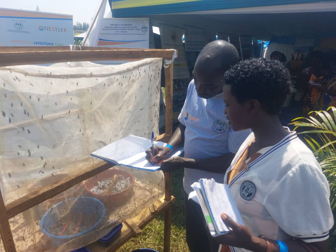 nyabpass's tweet photo. So far, over 100 visitors have shown keen interest in adopting BSF larvae farming and IoT devices to enhance their livestock operations. This enthusiasm reflects a growing commitment to climate-smart agriculture and circular economy practices in Rwanda. @icipe @NestlerProject https://t.co/bpuwTTiEFb