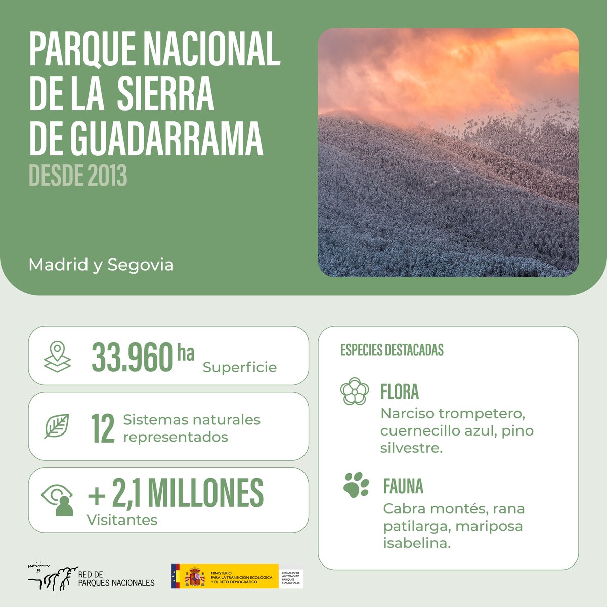 oapngob's tweet image. 🎂 Hoy celebramos 12 años del Parque Nacional de la Sierra de Guadarrama.
Refugio natural entre Segovia y Madrid, donde el águila imperial 🦅 y la mariposa isabelina 🦋 sobrevuelan pinares, piornos serranos, roquedos y neveros glaciares.
¡Felicidades, #Guadarrama! 🌿