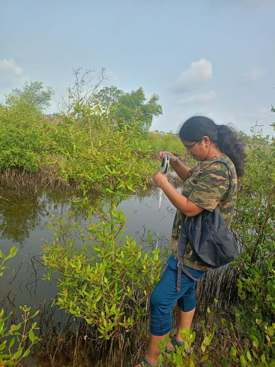 BhadPunyasloke's tweet photo. Sundarbans mangrove is a potential reservoir of blue carbon and can contribute towards biodiversity as well as carbon credits; please join on 4th July to learn more. https://t.co/sPYn6tijSM