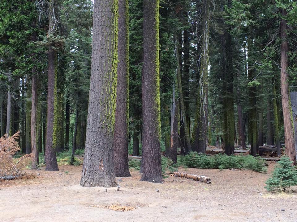 PJINTHEGARDEN's tweet photo. Good morning from my corner of dystopia...  From the archives.  Sierra Nevada... #Treepeople #treesarelife #savemotherearth #publiclandsarenotforsale #treeenergy https://t.co/dRRcwd3E7e