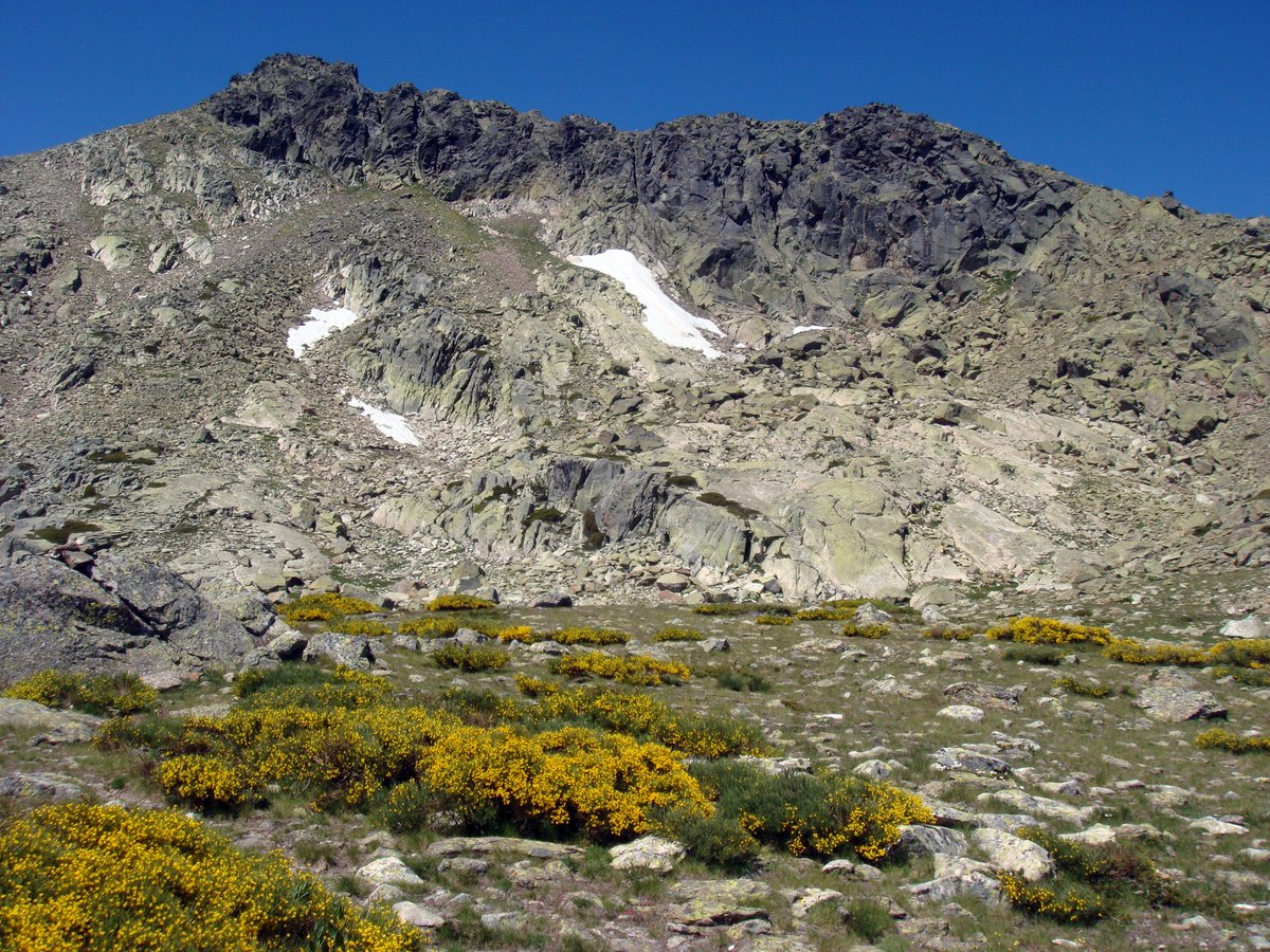 oapngob's tweet image. 🎂 Hoy celebramos 12 años del Parque Nacional de la Sierra de Guadarrama.
Refugio natural entre Segovia y Madrid, donde el águila imperial 🦅 y la mariposa isabelina 🦋 sobrevuelan pinares, piornos serranos, roquedos y neveros glaciares.
¡Felicidades, #Guadarrama! 🌿