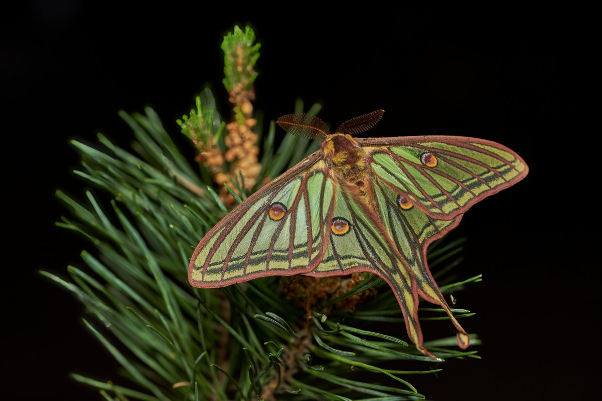 oapngob's tweet image. 🎂 Hoy celebramos 12 años del Parque Nacional de la Sierra de Guadarrama.
Refugio natural entre Segovia y Madrid, donde el águila imperial 🦅 y la mariposa isabelina 🦋 sobrevuelan pinares, piornos serranos, roquedos y neveros glaciares.
¡Felicidades, #Guadarrama! 🌿