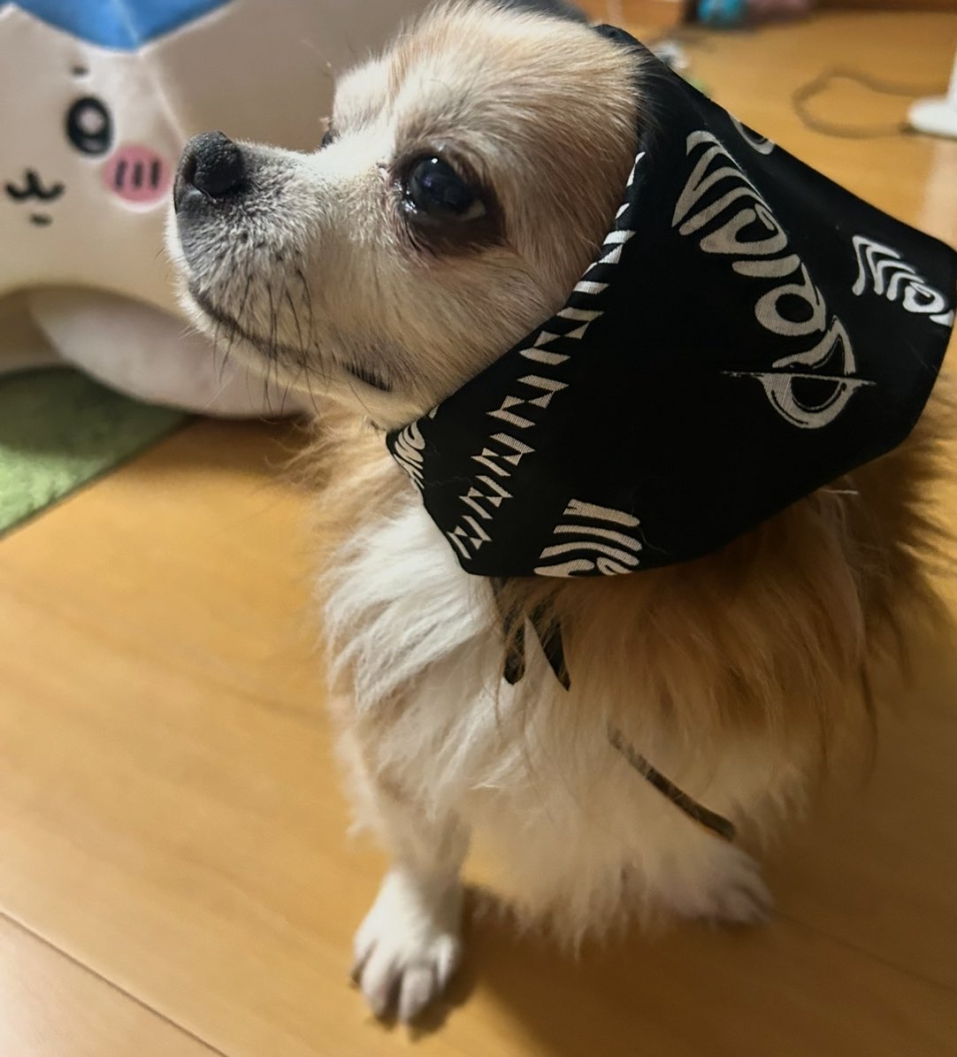 はちみつレモン tweet media