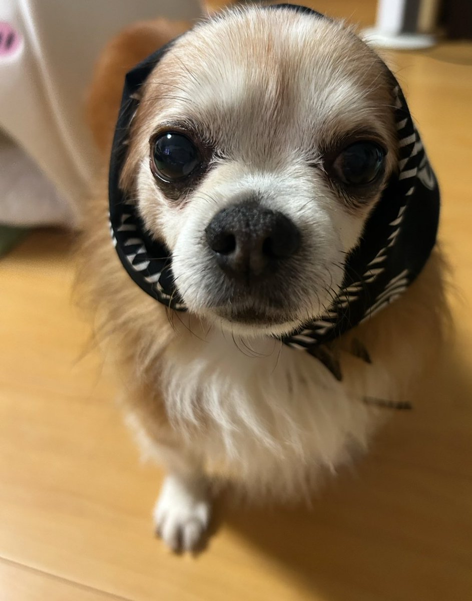 はちみつレモン tweet media