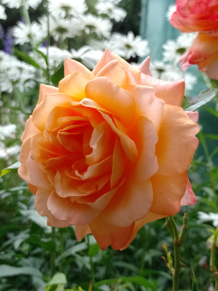 BuffbayB's tweet image. Part cloudy but very humid in my neck of the woods. Hope your day is going ok. English rose from my garden.
Blessings to you all 🌞
#RoseWednesday
