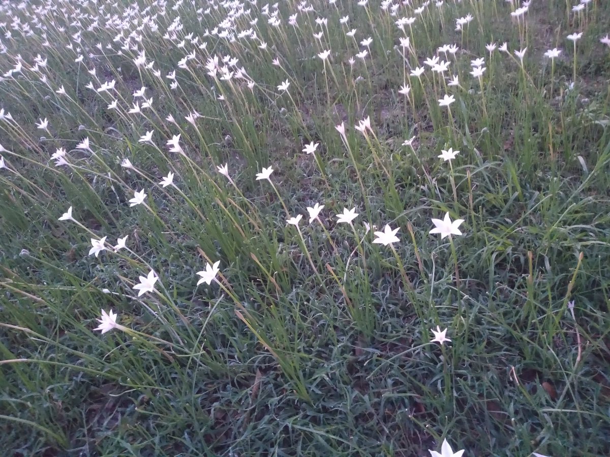 Nada como las flores,
exponiendo su belleza,
en un lindo amanecer,
es la sabia naturaleza. @acaentrerunners @manicomiorunner @comunirunners @sumandokmx @corroamipaso @meencantacorrer @canalrunning @fenixrun_mexico @runsalud20 <a href="/pasion_running/">*PASIÓN RUNNING*</a> #yomarco #adidas #beatyerterday