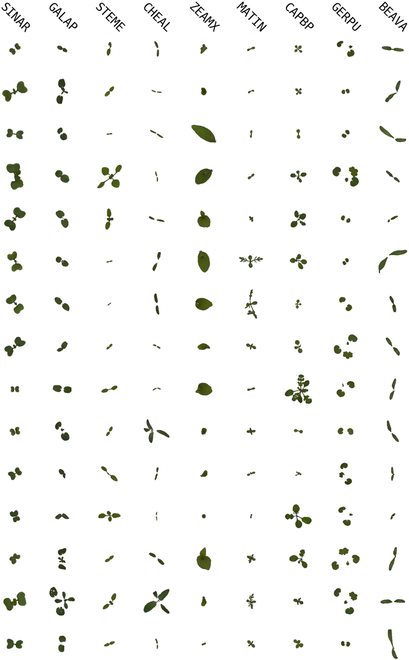 PPhenomics's tweet photo. We present CA-GAN for generating synthetic weed data. It achieves high recognition accuracy and low FID scores on two datasets, outperforming previous GAN models. #WeedIdentification
Details: https://t.co/IjUUPlBARP https://t.co/7f5sy8mAzD
