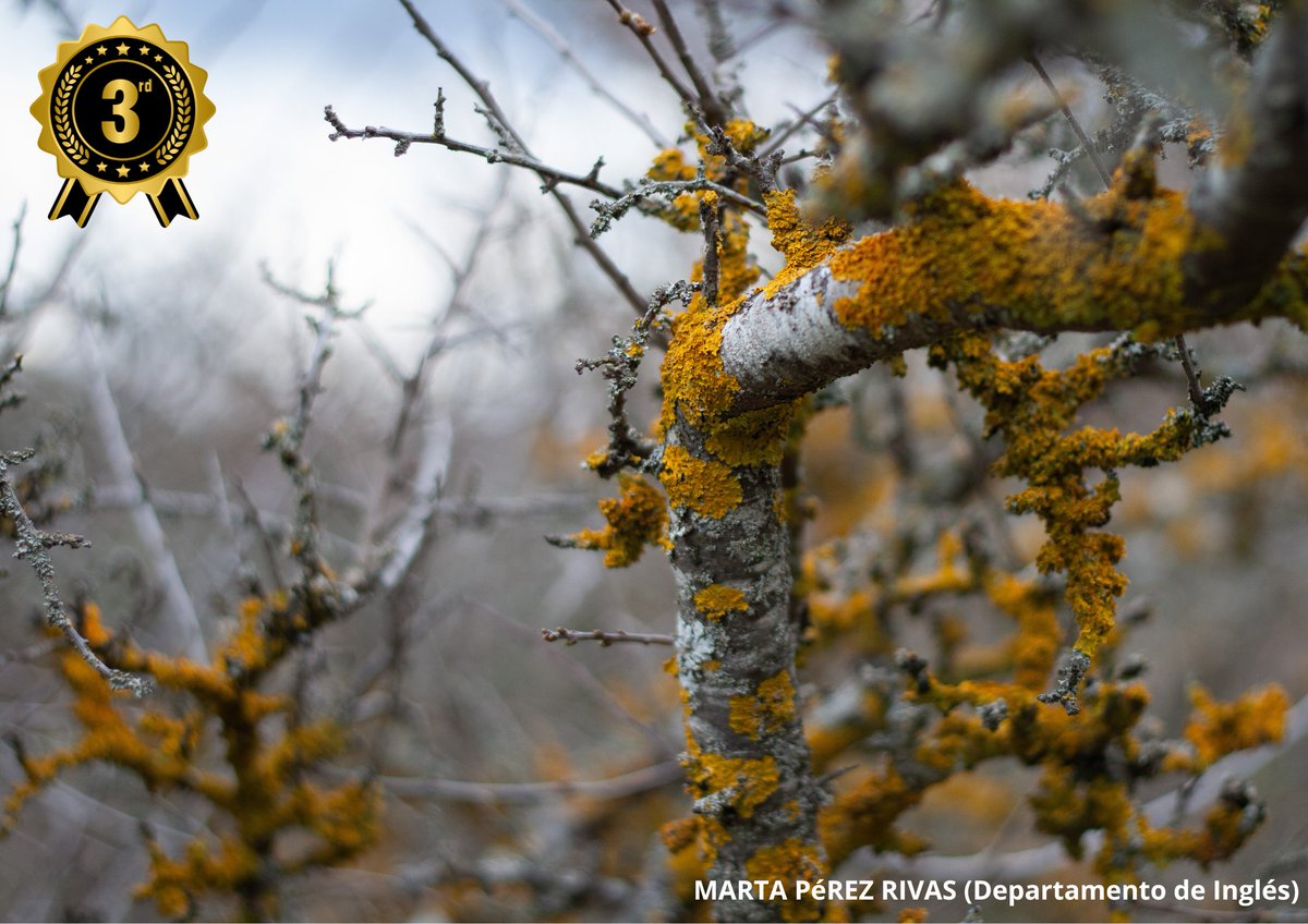 iesGermanSR's tweet photo. Ya tenemos ganadores del concurso de fotografía “Letras Vivas”. ¡Enhorabuena a los premiados! Podéis pasar a recoger el premio #aprenderhaciendo #PlanFomentoLecturaGSR #leer https://t.co/lmSBTt4hHe