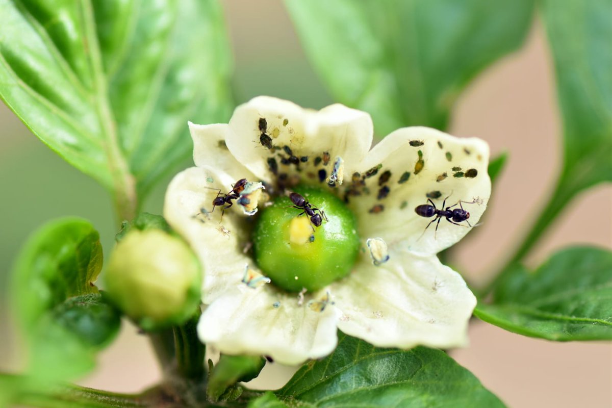 ¿Sabías que las #hormigas pueden tratar a los pulgones como un rebaño para recoger su #melaza?🐜

Un estudio del #IFAPA y la #UGR identifica los compuestos que modifican las hormigas en pulgones, lo que podría impulsar estrategias de #control de #plagas

🌐lajunta.es/5oyg5