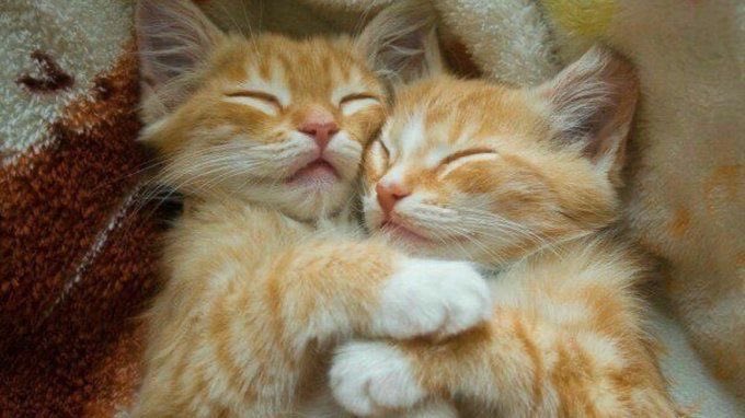 Kitty archives ♡ (@puppierz) on Twitter photo 