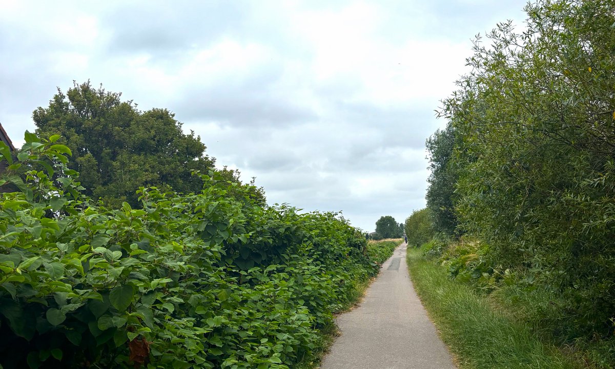 We verwijderen de Japanse duizendknoop (planten) langs het fietspad Oudelandsedijk in #Woubrugge. Een deel van het fietspad is afgesloten tussen maandag 30 juni en vrijdag 11 juli. Er is een omleidingsroute voor fietsers. De extra reistijd is 5-10 minuten. Meer info👉