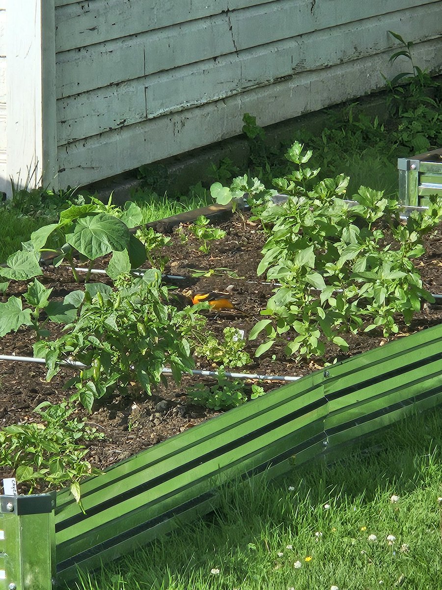 I've never seen this kind of bird in my yard before.