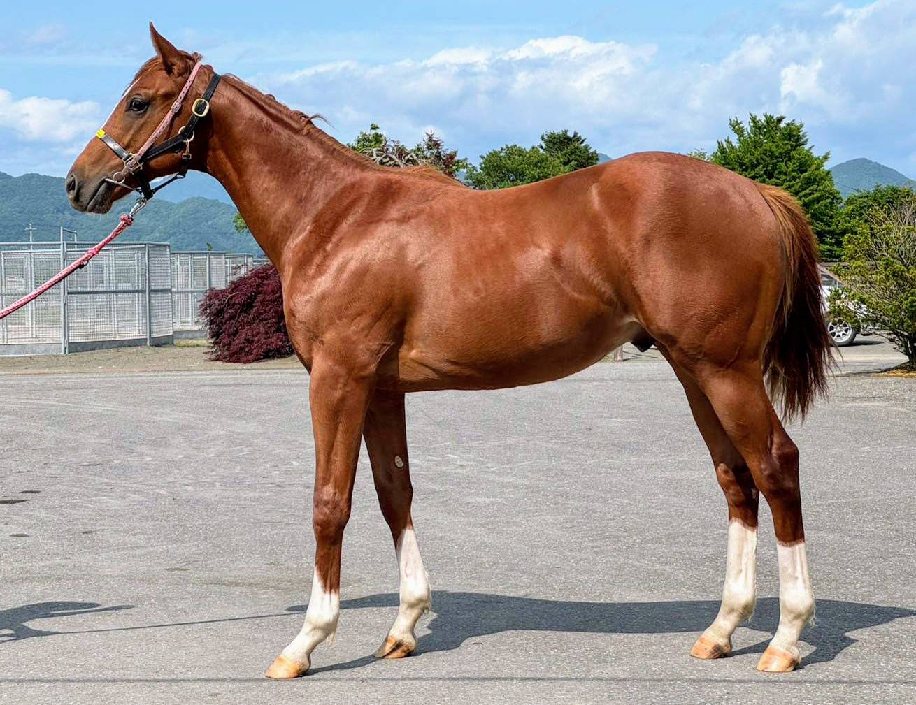 牧場主 スウィングフィールド牧場 (@swingfield__) / X