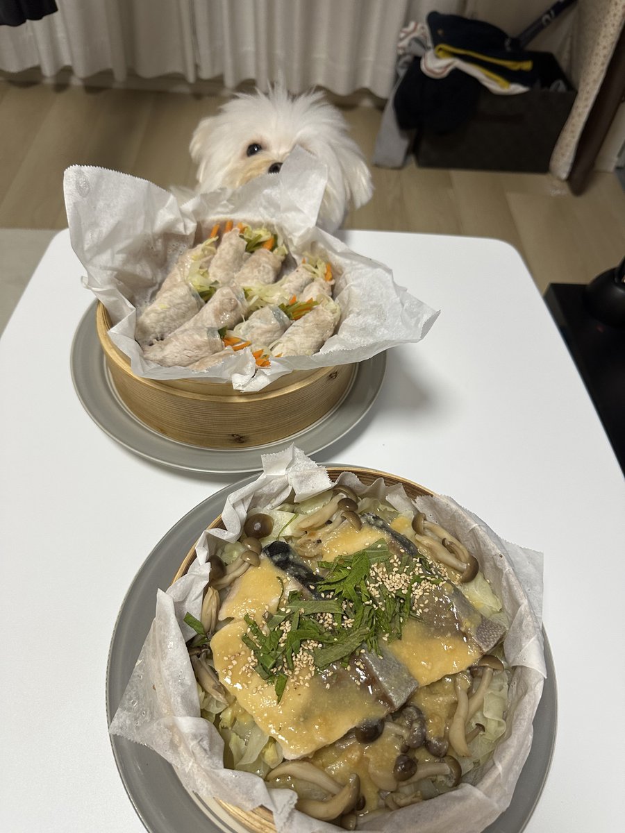 chachamaru0626's tweet photo. おっと〜！白い影がぐいっと前へ！
これはもう、一口いったか！？
いや、まだ我慢している！えらいぞ茶々丸！！ https://t.co/XFXRZSxZdV