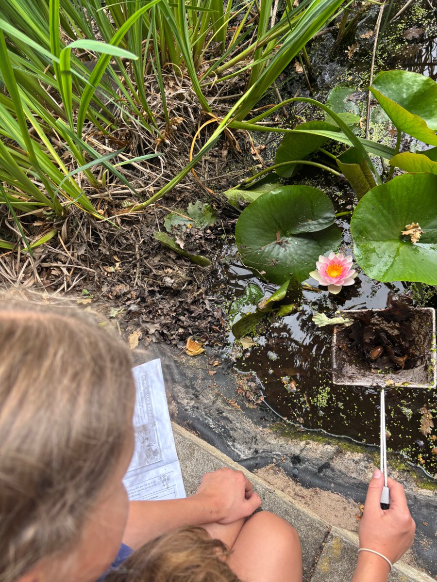 Whitchurch1's tweet image. Year 6 are investigating the pond habitat this afternoon #wpsscience