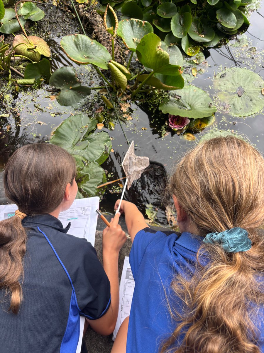 Whitchurch1's tweet image. Year 6 are investigating the pond habitat this afternoon #wpsscience