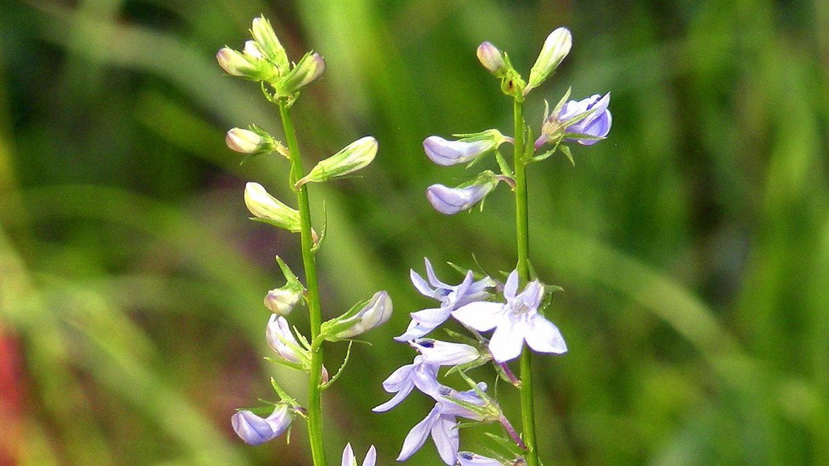 fishwildlife's tweet photo. Long hidden and rare, remnant prairie re-emerges after project removes unwanted invasives! ๐ธ
#conservationatwork #badinvasives
Read more โคต๏ธ
https://t.co/3NVUljkKff
via @iowadnr https://t.co/m5Tbaan0mm