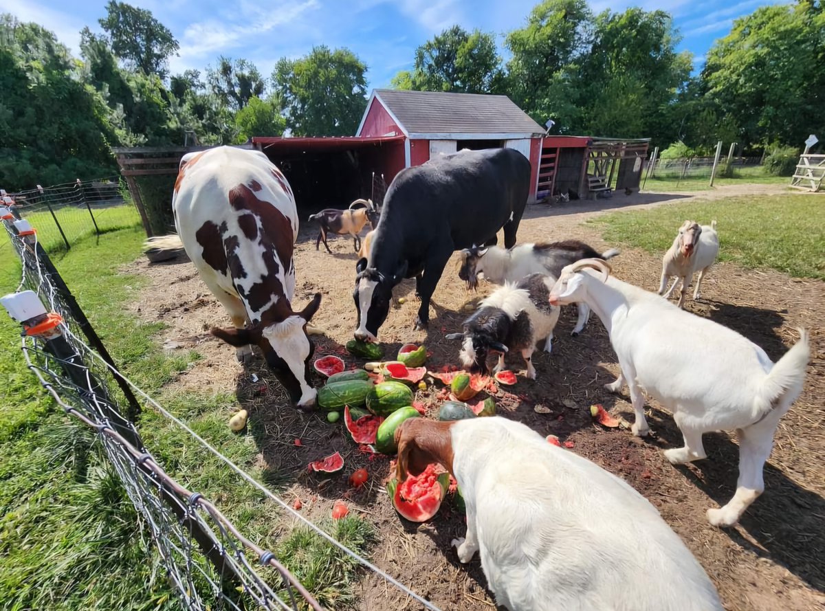 Farming in the heat? Take care of your animals—and yourself.

🐄 Livestock:
• Cool, clean water
• Shade &amp; space
• Watch for heat stress

🧑‍🌾 Farmers:
• Stay hydrated
• Take shade breaks
• Wear light clothing

You can’t care for your stock if you don’t care for yourself.