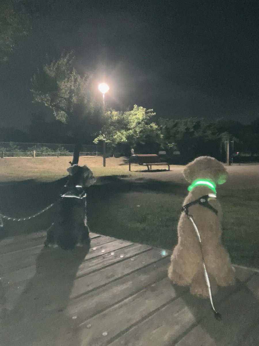 doghiroshi1's tweet photo. お友達と夜空を眺めるヒロシ🌙 https://t.co/VrETPAiyQe
