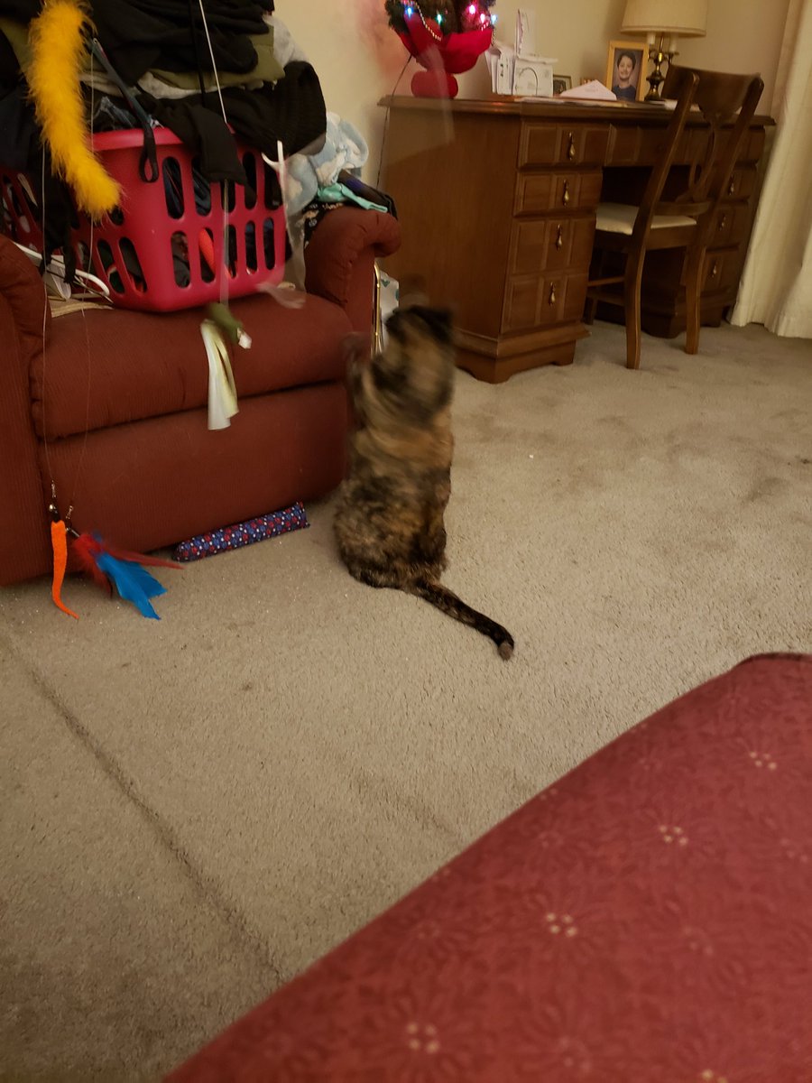 charla kari (@charlakari) on Twitter photo <a href="/Mellow_Fello/">Mello Fellow</a> <a href="/JoyOfCats/">The Joy Of Cats 🫶🇨🇦</a> <a href="/cat01cat01cat01/">Angel Kohori</a> <a href="/chigal111/">Elsie the Cat</a> <a href="/LordGraydon/">Ms. Savoy & Mr. Sanderson @LordGraydon</a> <a href="/SkittlesFriends/">Skittles & Friends Purrs4Peace, ☮️🇨🇦🇺🇦</a> <a href="/Spicyandfriends/">Spicy the Cat</a> <a href="/Aishatonu/">JC Reilly🐈🐈⬛🐈</a> Getting ready for 36 hours of storms mostly rain. Gray, clouds and still outside. Friends getting last min food. Doing paw workout. Stay safe and cool Taz <a href="/Mellow_Fello/">Mello Fellow</a> <a href="/JoyOfCats/">The Joy Of Cats 🫶🇨🇦</a> <a href="/cat01cat01cat01/">Angel Kohori</a> <a href="/chigal111/">Elsie the Cat</a> <a href="/LordGraydon/">Ms. Savoy & Mr. Sanderson @LordGraydon</a> <a href="/SkittlesFriends/">Skittles & Friends Purrs4Peace, ☮️🇨🇦🇺🇦</a> <a href="/Spicyandfriends/">Spicy the Cat</a> <a href="/Aishatonu/">JC Reilly🐈🐈⬛🐈</a> Getting ready for 36 hours of storms mostly rain. Gray, clouds and still outside. Friends getting last min food. Doing paw workout. Stay safe and cool Taz