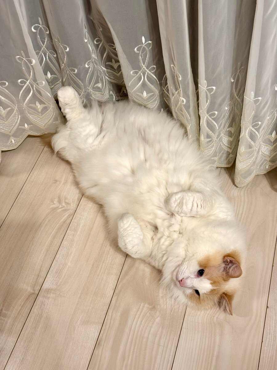 asuka_k911's tweet photo. こんな可愛いお顔で見てくれるので
毎日幸せです🐈

サービスショットだー！！と
急いでスマホを取って連写♡♡

#猫
#毎月25日は
#しろみの日
#ラグドール
#スマホ取りに行ってるときに
#サービスショット終わってる
#あるある https://t.co/AbFLTblQTm