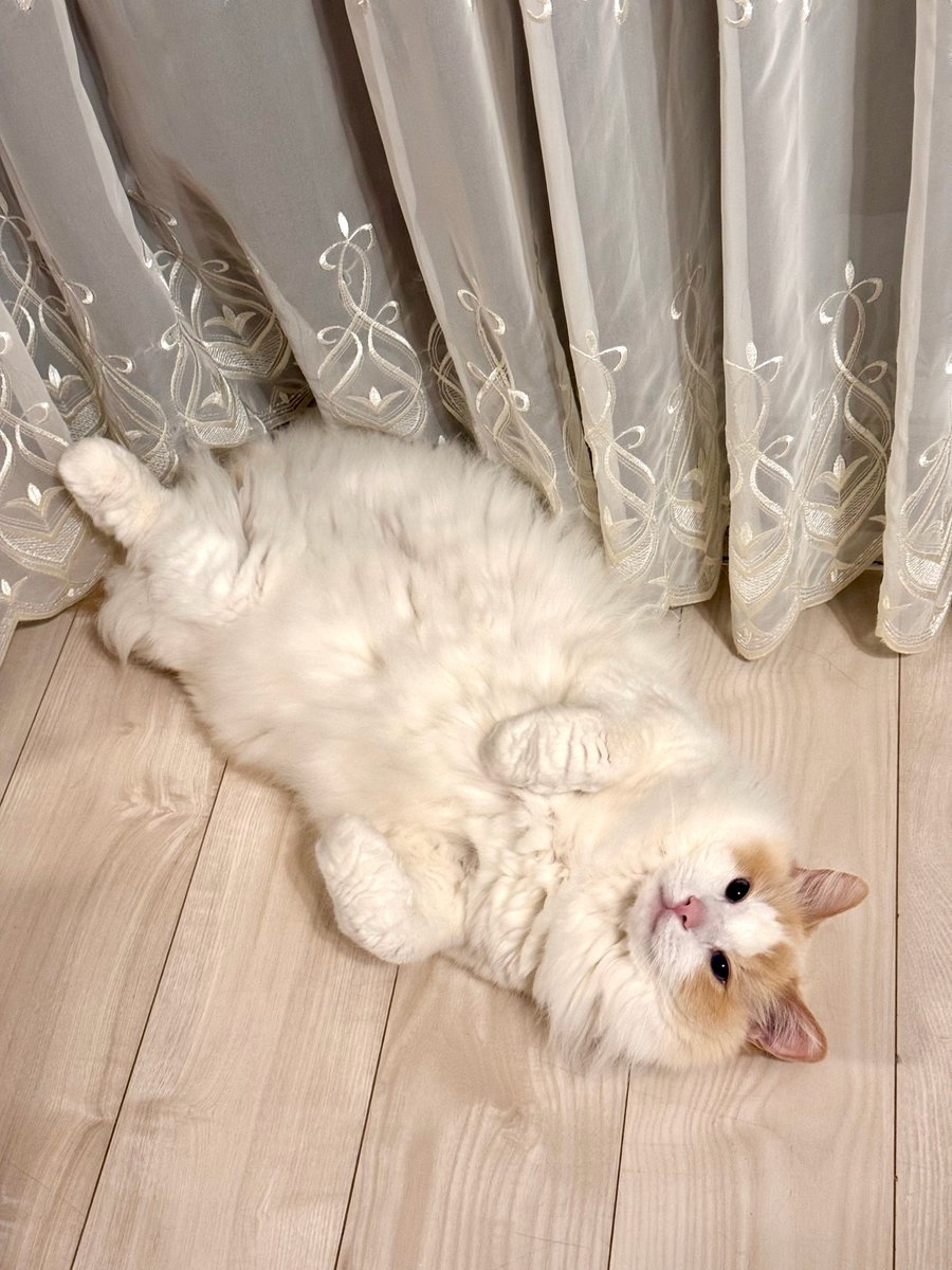 asuka_k911's tweet photo. こんな可愛いお顔で見てくれるので
毎日幸せです🐈

サービスショットだー！！と
急いでスマホを取って連写♡♡

#猫
#毎月25日は
#しろみの日
#ラグドール
#スマホ取りに行ってるときに
#サービスショット終わってる
#あるある https://t.co/AbFLTblQTm