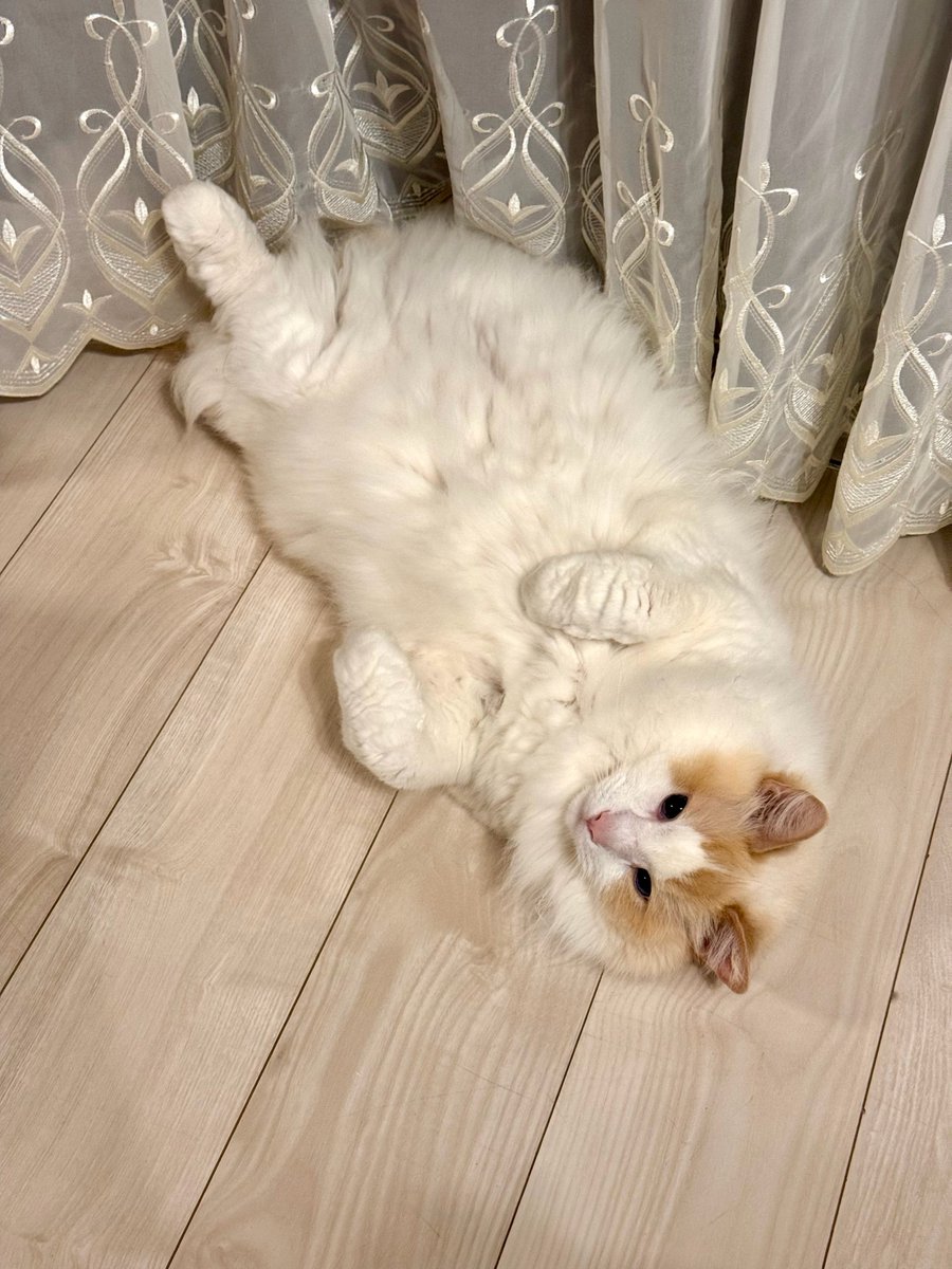asuka_k911's tweet photo. こんな可愛いお顔で見てくれるので
毎日幸せです🐈

サービスショットだー！！と
急いでスマホを取って連写♡♡

#猫
#毎月25日は
#しろみの日
#ラグドール
#スマホ取りに行ってるときに
#サービスショット終わってる
#あるある https://t.co/AbFLTblQTm