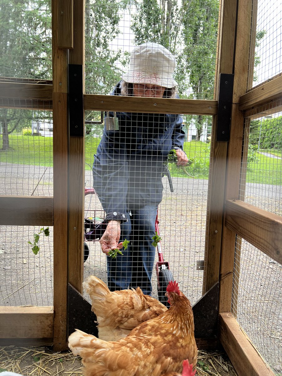 Juniikki's tweet photo. Foibekartanon asukas Raija tekee joka aamu lenkin alueella, ja kerää lampaille ja kanoille herkkuja. Nämä jo osaavatkin odottaa Raijaa ja kyllähän niille herkut maistuu 😋
#Foibekartano #kotieläinpiha #GreenCare #ikäihmiset #kanat #lampaat #kesä https://t.co/6pZv9UiLn5