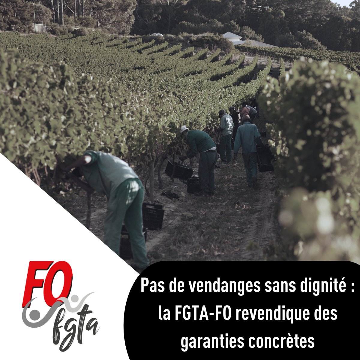 Pas de vendanges sans dignité : la FGTA-FO revendique des garanties concrètes

Lire notre communiqué de presse : fgtafo.fr/2025/06/25/pas…

#vendanges #VendangesDeLaHonte #justice