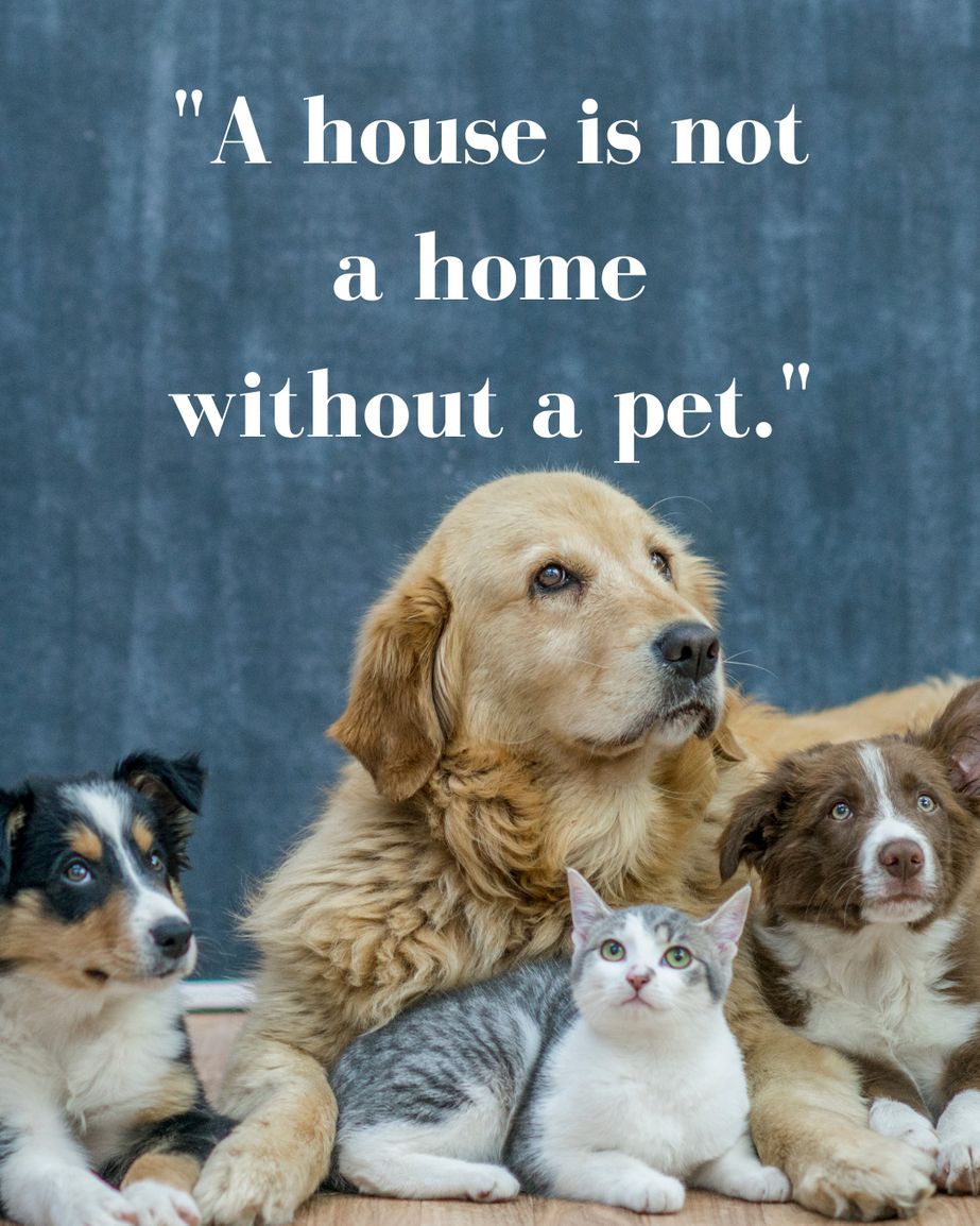 Dog Lovers (@doglovers03) on Twitter photo 