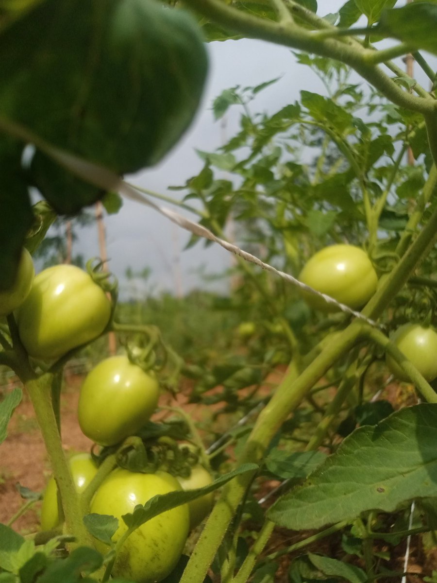SteveAyodeji2's tweet photo. As the planting season commenced around March of this year, I embarked on a most rewarding venture - cultivating a tomato farm. This journey was replete with challenges, yet ultimately proved to be a lucrative. 
From nursing to making beds, transplanting, staking, weeding e.t.c. https://t.co/wWjSfqucNL