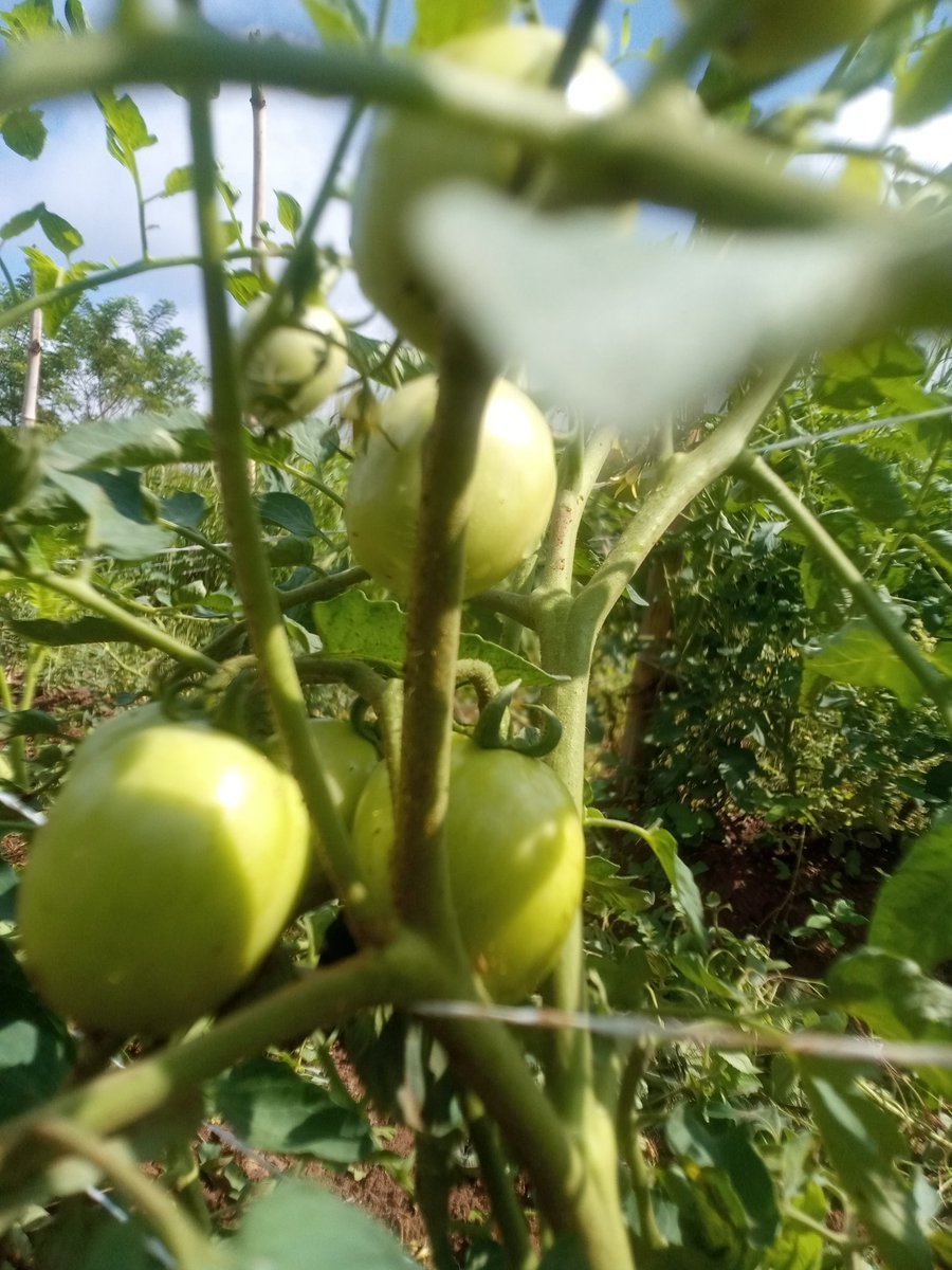 SteveAyodeji2's tweet photo. Upon surveying the farm today, I was filled with unbridled enthusiasm and excitement. The sight of the luscious, succulent, and plump tomato fruits was not only a feast for the eyes but also a testament to the efficacy of diligent labor. https://t.co/nyAuCNicTd