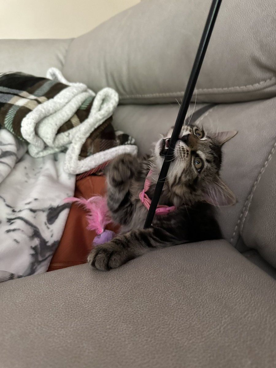 Luna… 
that’s not how that toy works.