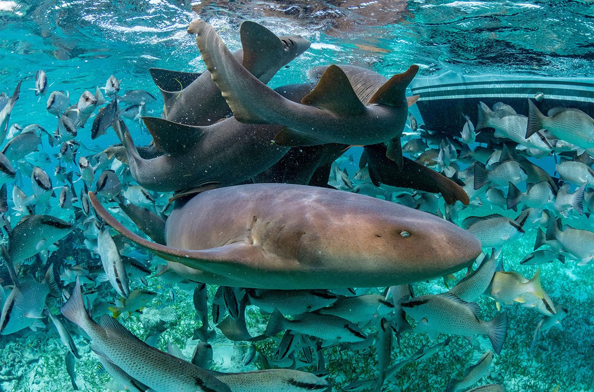 Atlantic Coast Fisheries News for the week of June 23rd: MD Striped Bass Fishing Advisory Forecast returns, apply now to attend the 2025 MREP Southeast Workshop, and nurse sharks surprising ally in their fight against pathogens! Read the newsletter here:
conta.cc/4epAgbk