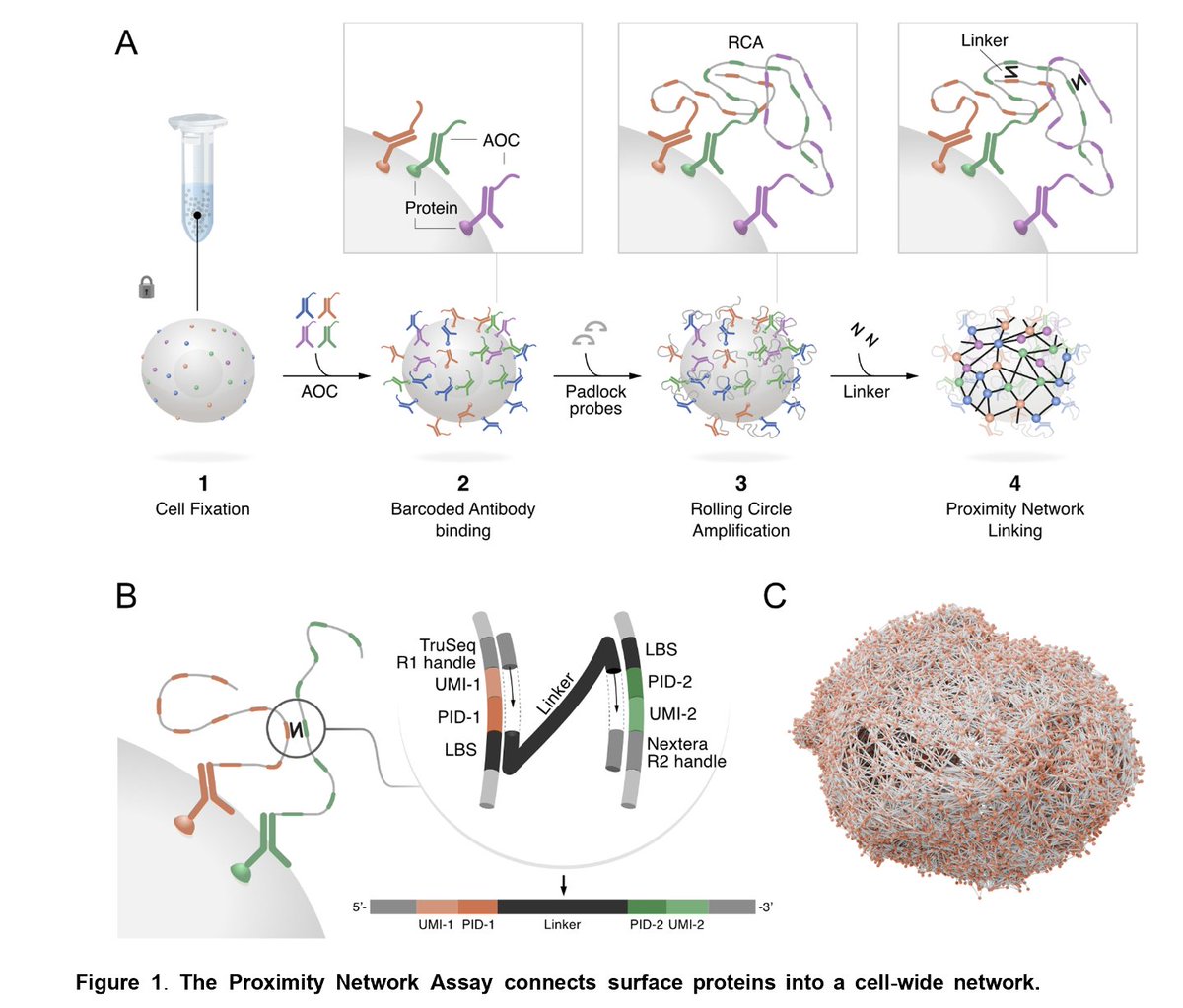 Petter Brodin (@brodinpetter) on Twitter photo New paper📢 1/3 <a href="/PixelgenTech/">PixelgenTech</a> has an incredible new Proximity Network Assay (PNA)->3D maps of 155 proteins in single cells by sequencing by barcoded antibodies and in situ rolling circle amplification yields >40,000 spatial nodes/cell. biorxiv.org/content/10.110… New paper📢 1/3 <a href="/PixelgenTech/">PixelgenTech</a> has an incredible new Proximity Network Assay (PNA)->3D maps of 155 proteins in single cells by sequencing by barcoded antibodies and in situ rolling circle amplification yields >40,000 spatial nodes/cell. biorxiv.org/content/10.110…