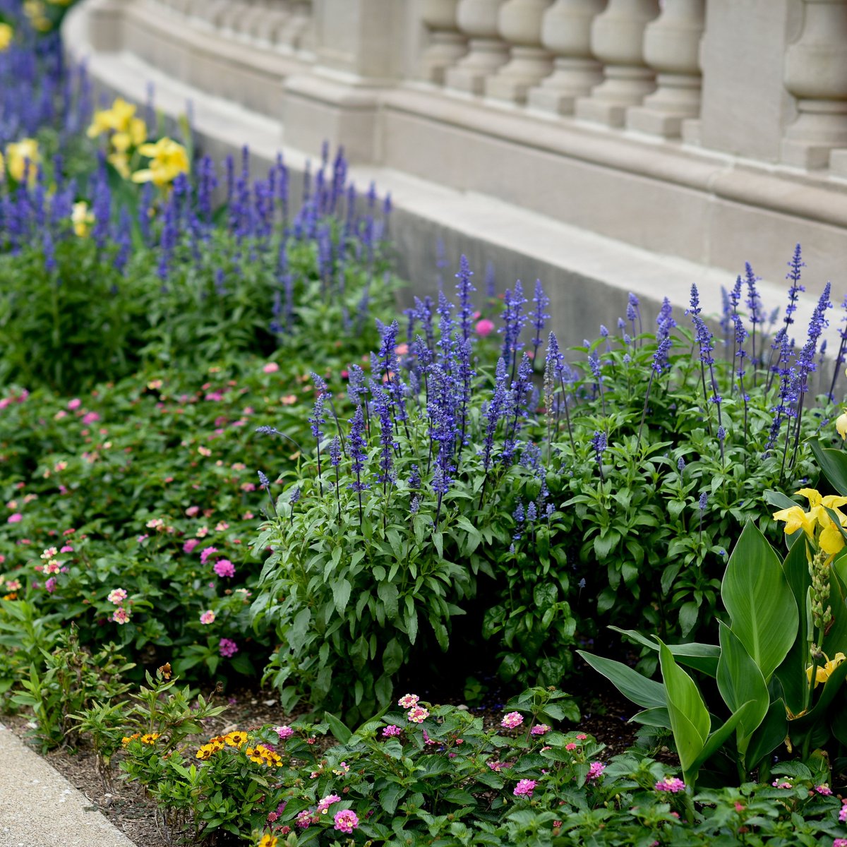It's always a great day to take a walk at our beautiful state capitol and spot some summer flowers!