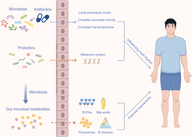 #AdvNutr review notes more research needed to understand bidirectional interactions between circadian clock, factors influencing host–microbial #CircadianRhythms &amp; effects on lipid metabolism &amp; energy homeostasis. #Obesity #Diabetes #CardiovascularDisease ow.ly/H1kz50Wg4rf