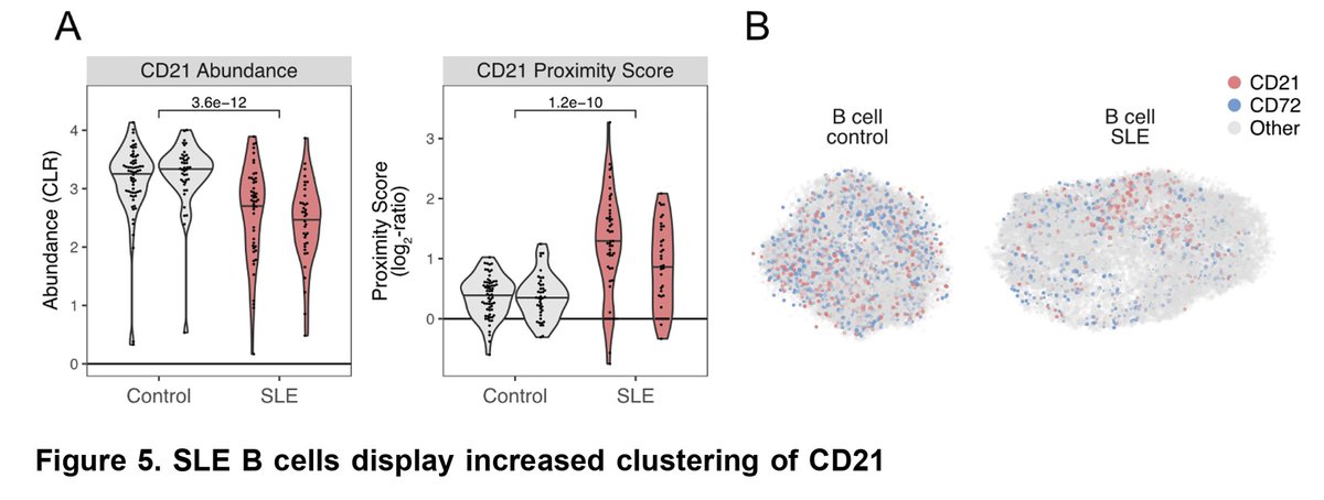 3/3 - Assess protein-distribution and polarisation as an alternative form of regulation beyond protein abundance in immune cells from patients with inflammatory diseases. Erika Negrini &amp; Rikard Forlin from our lab find altered CD21 polarization in B-cells from lupus patients.
