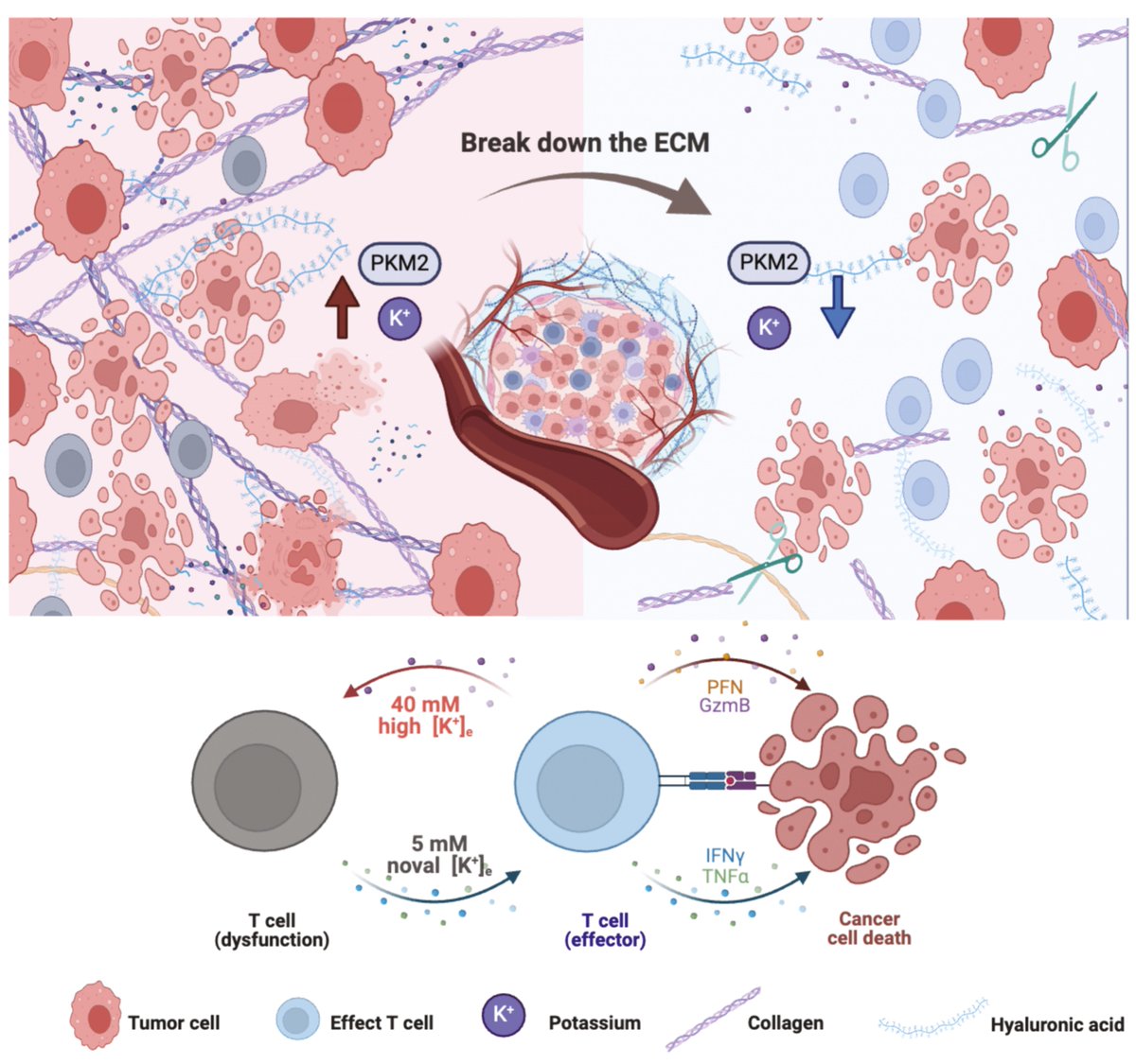 transpread's tweet image. Researchers from the Institute of Biophysics, Chinese Academy of Sciences, etc., published their findings on June 24, 2024, in Protein &amp;amp; Cell, detailing how the glycolytic enzyme PKM2 regulates potassium ion retention in TIF.
#Interstitial fluid
Details: doi.org/10.1093/procel…