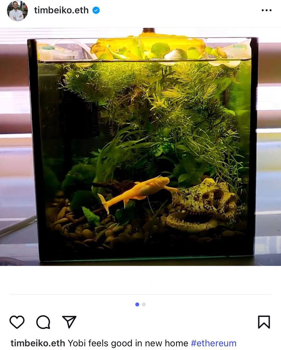 YOBI_ETH's tweet image. $YOBI - New ETH Frog -  @TimBeiko  Name Confirmed
POST  - instagram.com/p/DLUtAepIhu-/…
NEW PEPE?