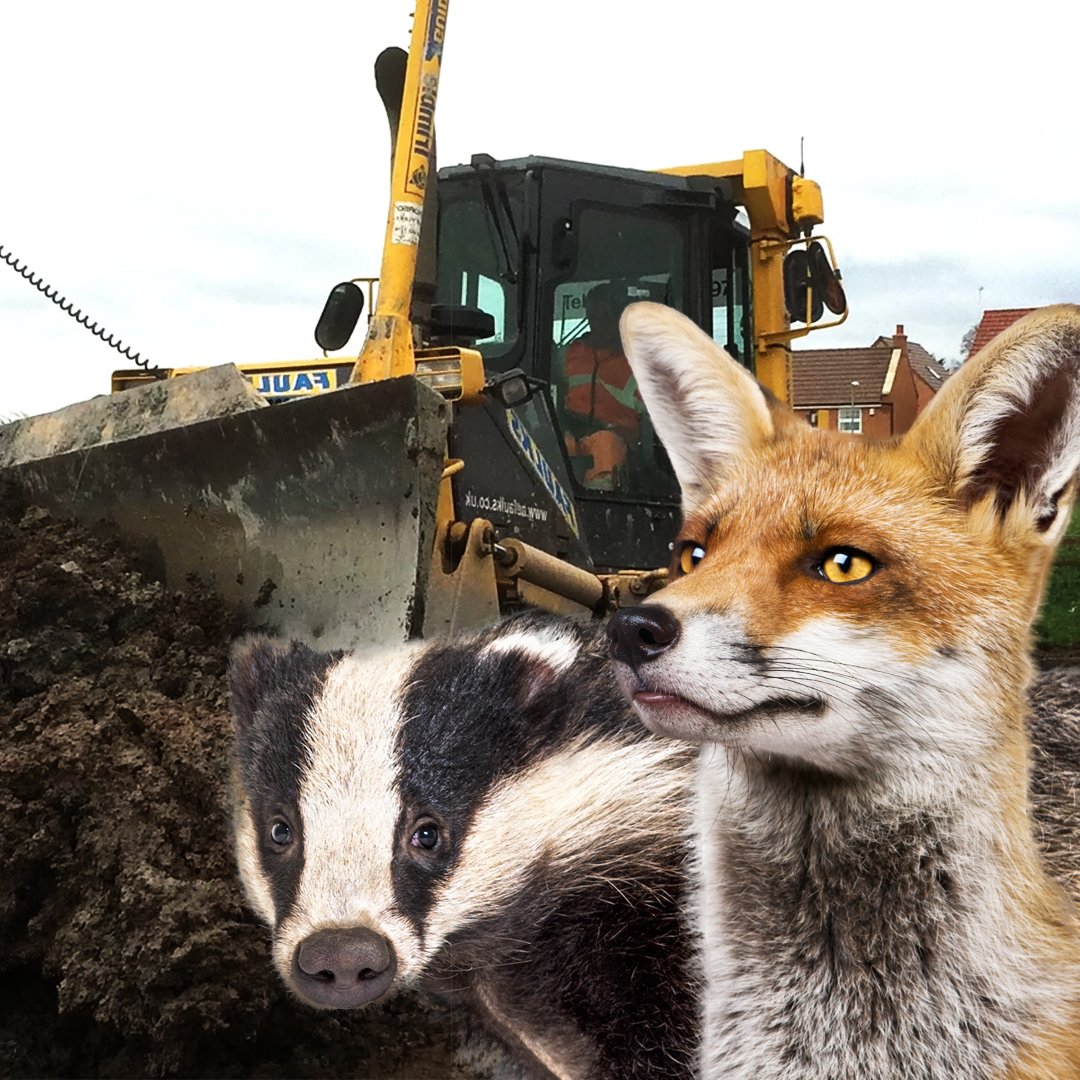 Developers must be held accountable—not given a green light to destroy vital wildlife habitats. The new Planning Bill threatens to put profit ahead of nature.

Raise your voice before it’s too late. Sign the petition to protect our wild spaces:
 protectthewild.org.uk/planningbillpe…